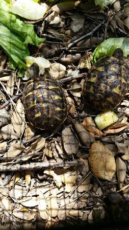 Centre de Reproduccio de Tortugues de l'Albera